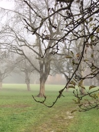 wald nebel